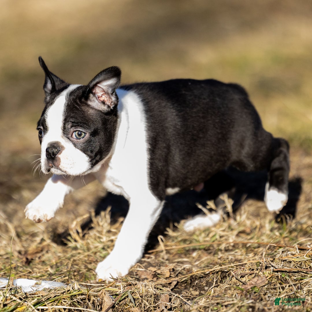 Boston Terrier dogs for sale: Robbie Boston Terrier Puppy  - Ad 2