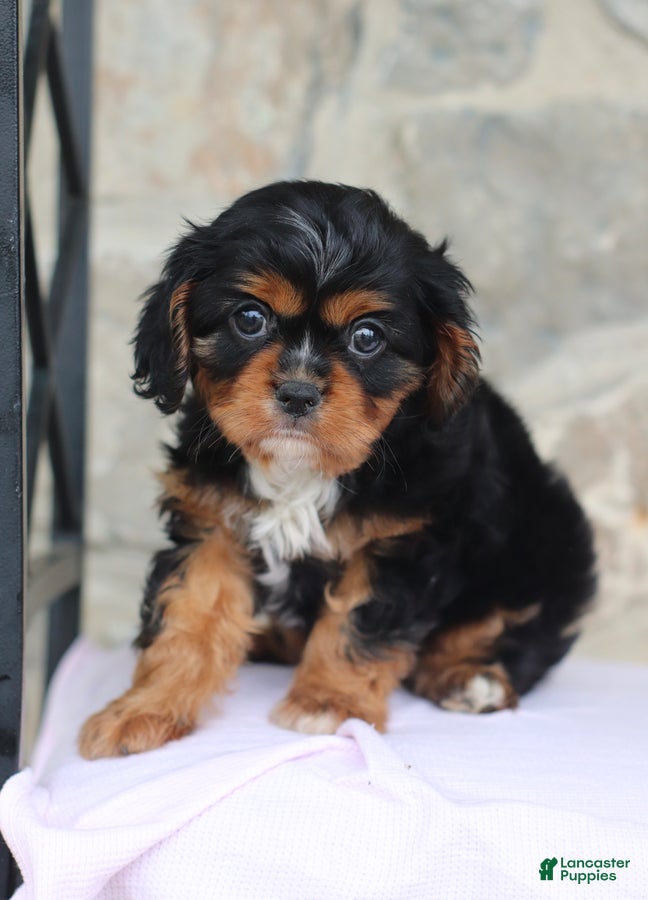 Cavalier King Charles Spaniel dogs Hadley - Ad 2