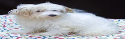 Maltipoo dogs for sale: Sage - Ad 7