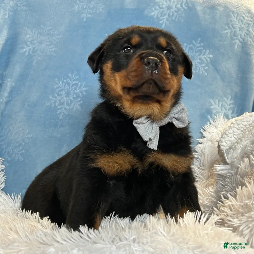 Rottweiler dogs for sale: Skye - Ad 5