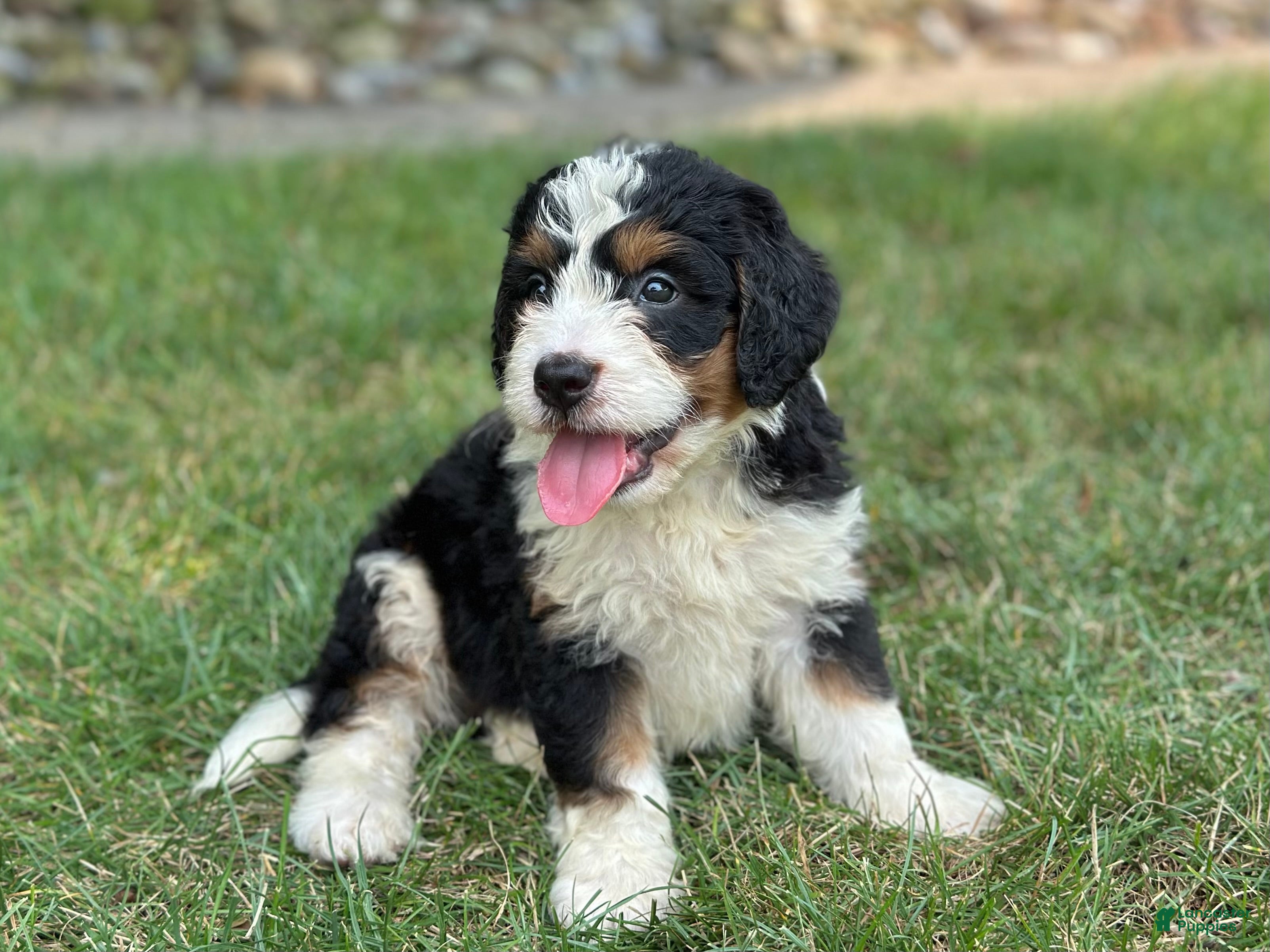 Mini Bernedoodle dogs Bennie - Ad 1