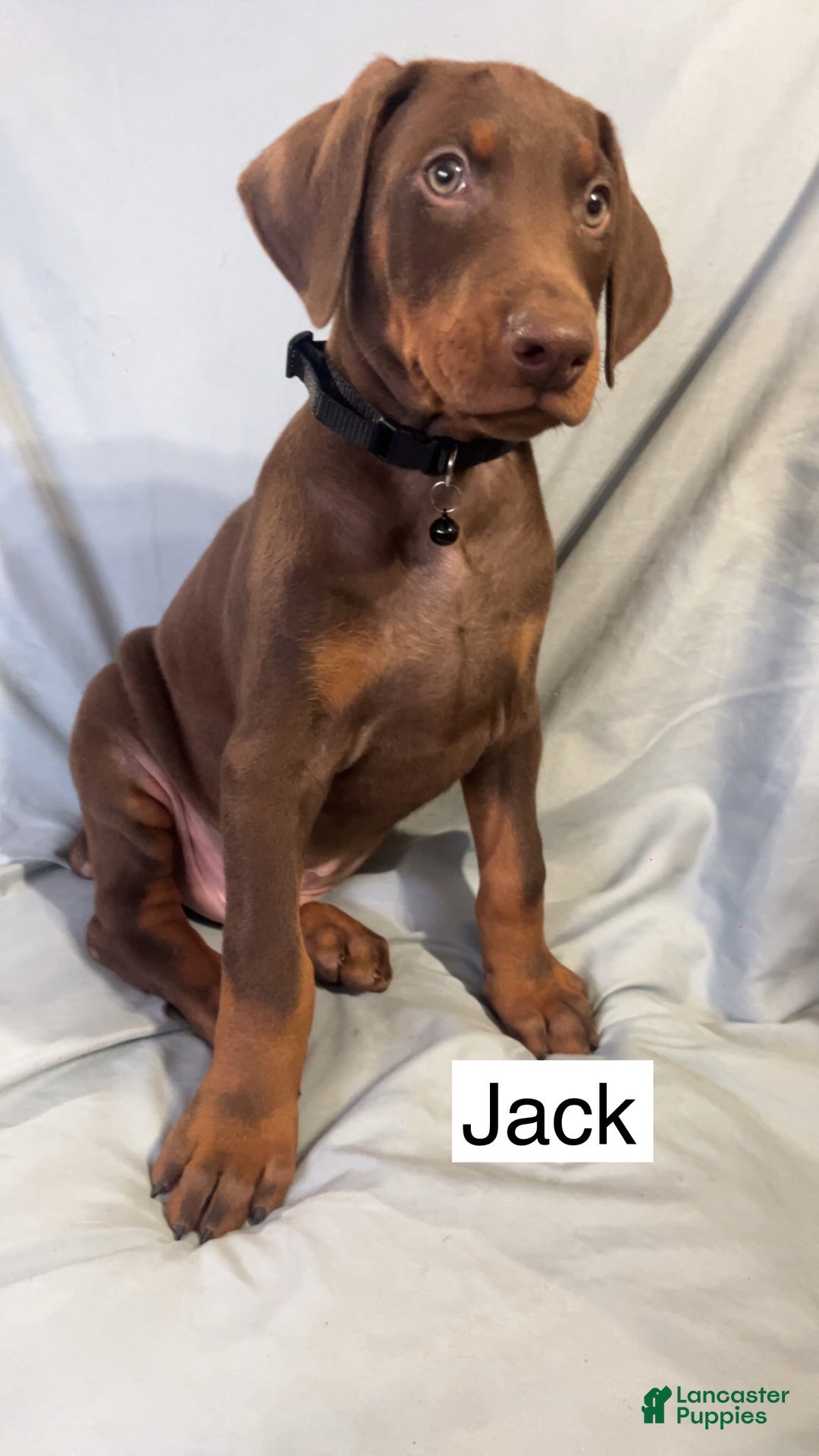 Doberman Pinscher dogs for sale: Castiel - Ad 6