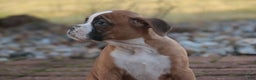 Boxer dogs for sale: Elsie - Ad 7