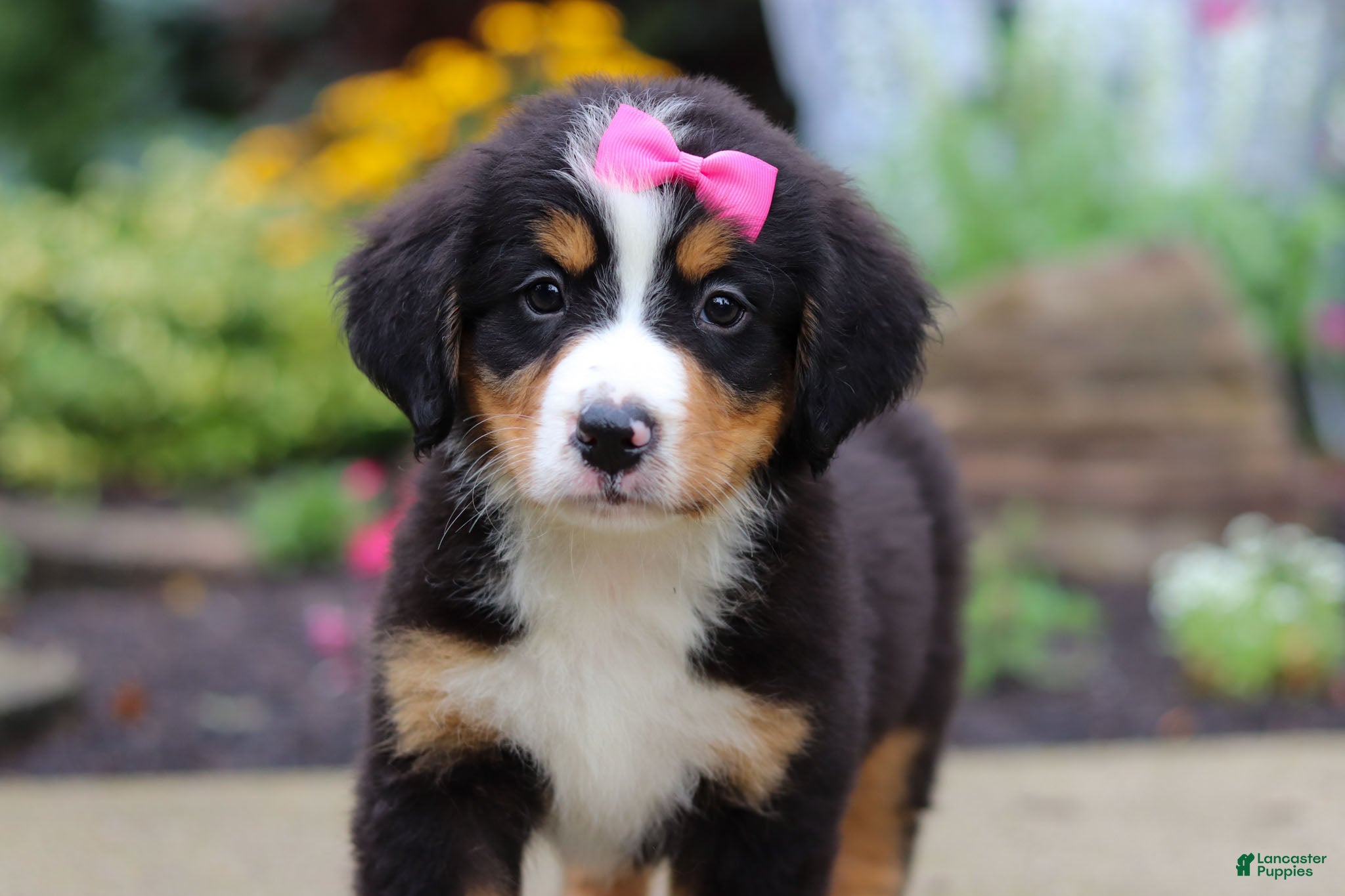 Bernese Mountain Dog dogs Charlotte - Ad 1