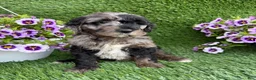 Mini Goldendoodle dogs for sale: Andre - Ad 4