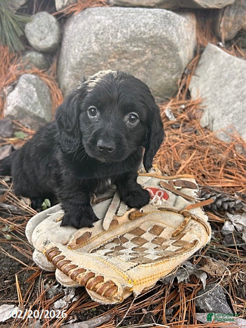Miniature Dachshund dogs Oslo - Ad 1