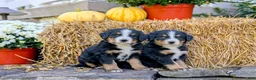 Bernese Mountain Dog dogs for sale: Bernese Mountain Dog 1 - Ad 1