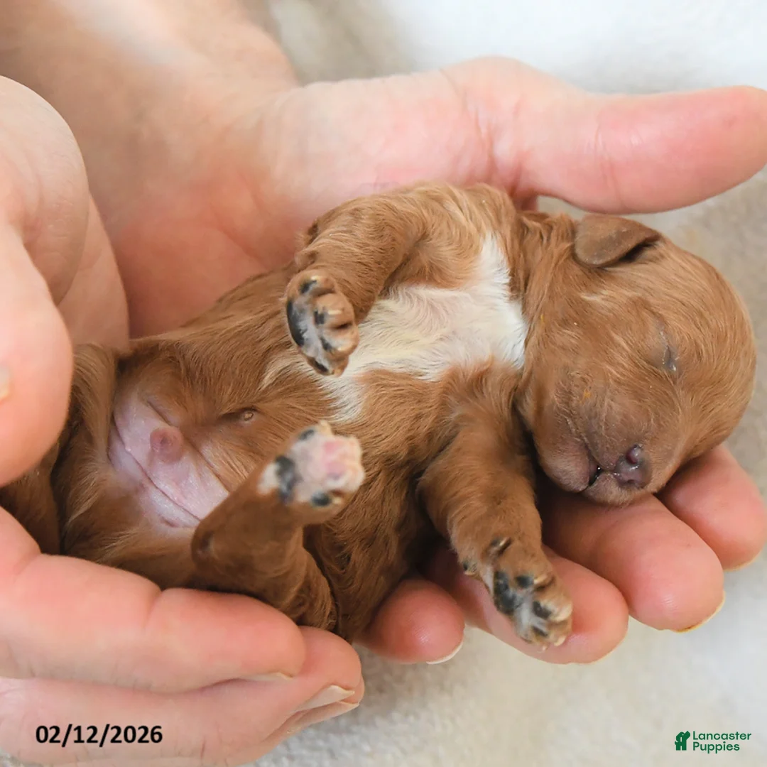 Cavapoo dogs for sale: Bo  - Ad 4