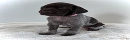 German Shorthaired Pointer dogs for sale: Mercy - Ad 1