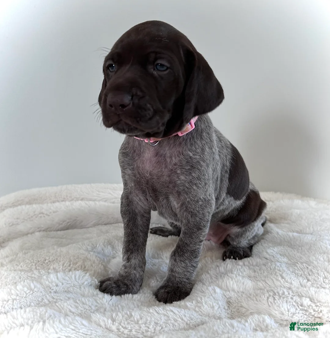 German Shorthaired Pointer dogs for sale: Mercy - Ad 1