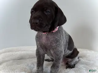 German Shorthaired Pointer dogs Mercy - Ad 24