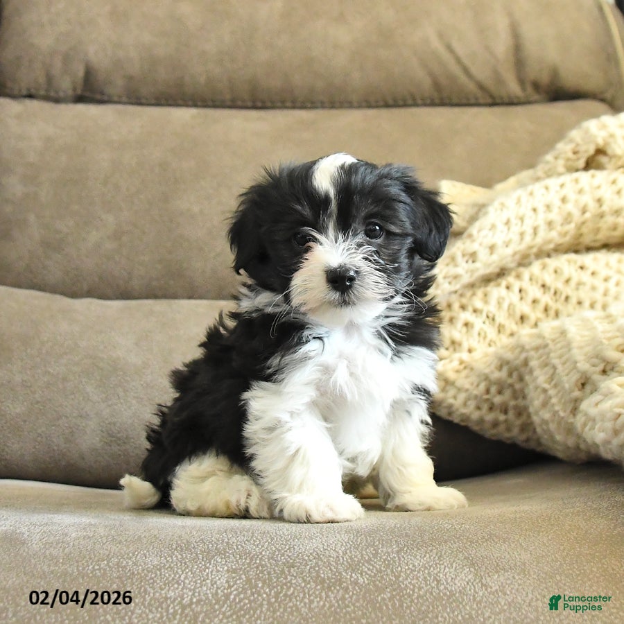 Havapoo dogs for sale: Hickory - Ad 2