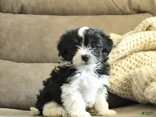 Havapoo dogs for sale: Hickory - Ad 2