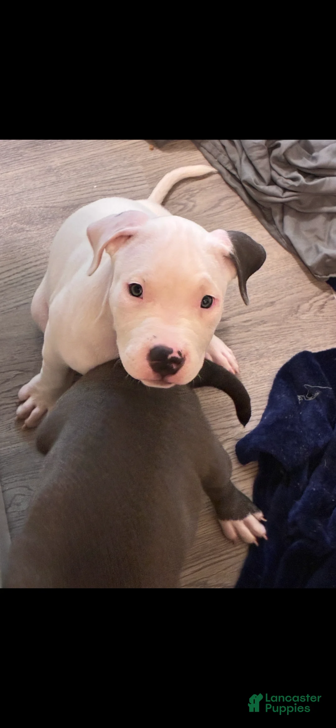American Bully dogs for sale: American Bully 1 - Ad 1