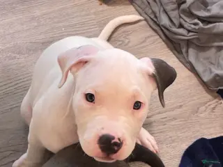 American Bully dogs American Bully 1 - Ad 12