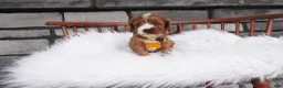 Cavapoo dogs for sale: Bessie  - Ad 2