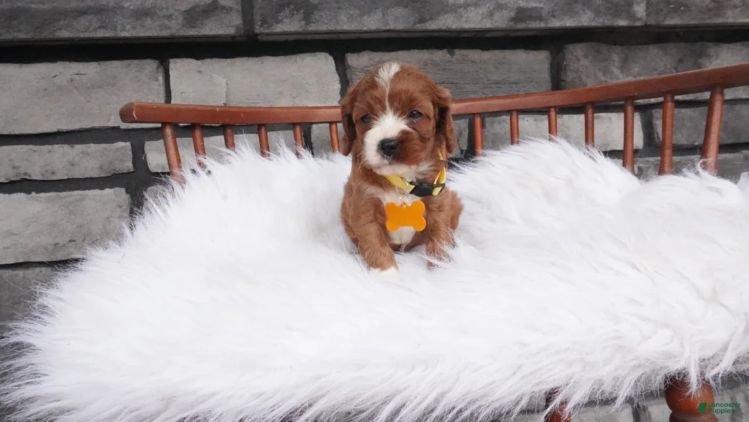 Cavapoo dogs for sale: Bessie  - Ad 2