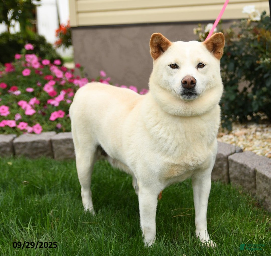 Shiba Inu dogs for sale: Colorado Ranger - Ad 3