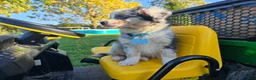 Toy Australian Shepherd dogs for sale: Boy 3 - Ad 2