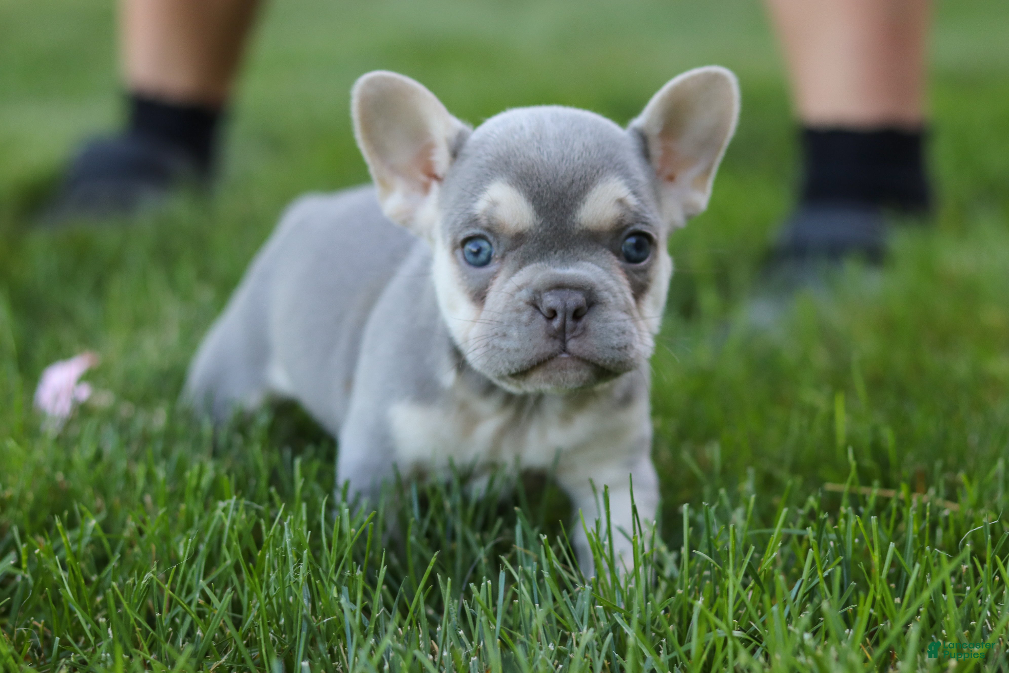 French Bulldog dogs for sale: Poppy - Ad 14