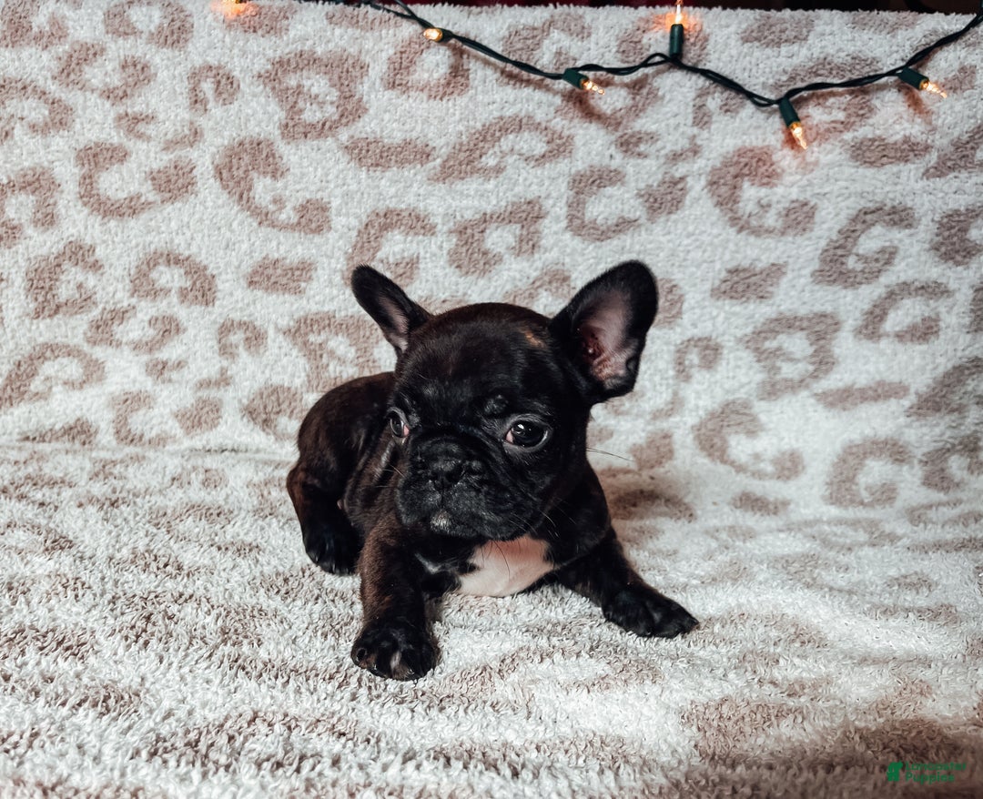 French Bulldog Puppies for sale in Pennsylvania Lancaster Puppies