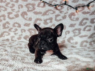 French Bulldog dogs Turtle - Ad 31