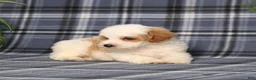 Miniature Poodle dogs for sale: Xelly - Ad 4