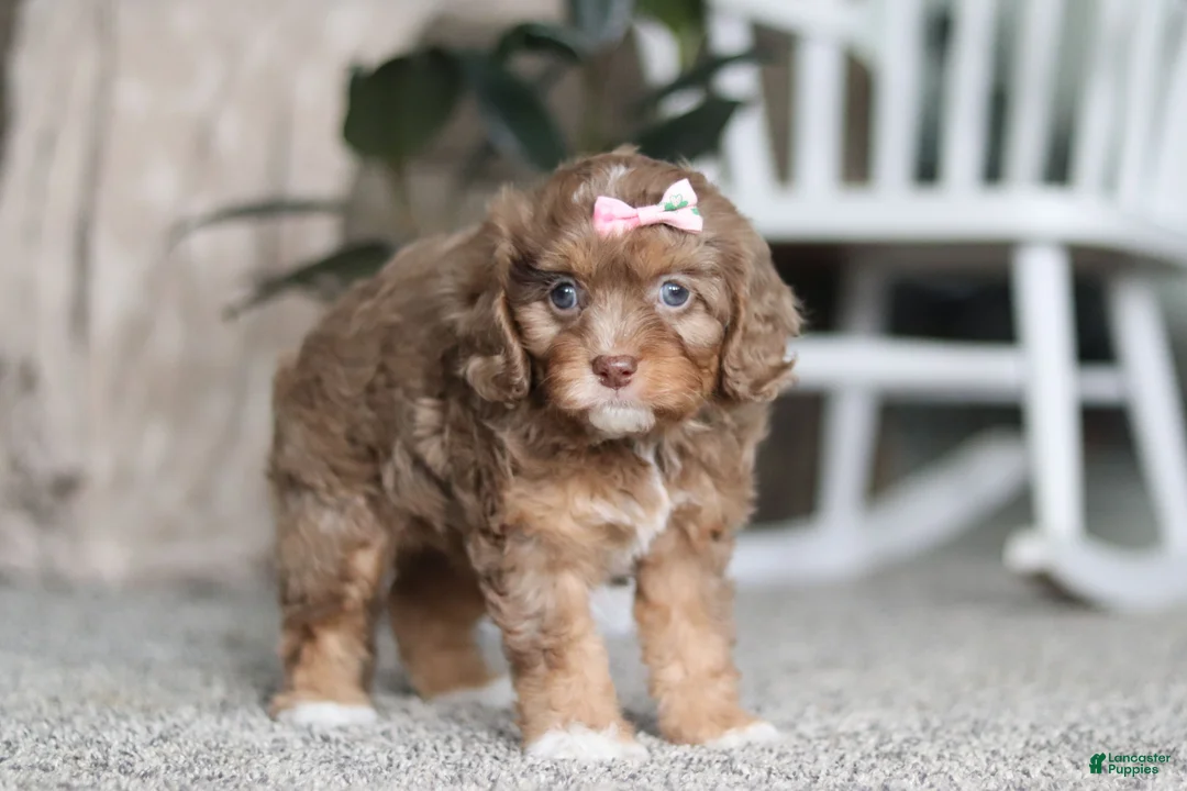 Cavapoo dogs for sale: Tate - Ad 5