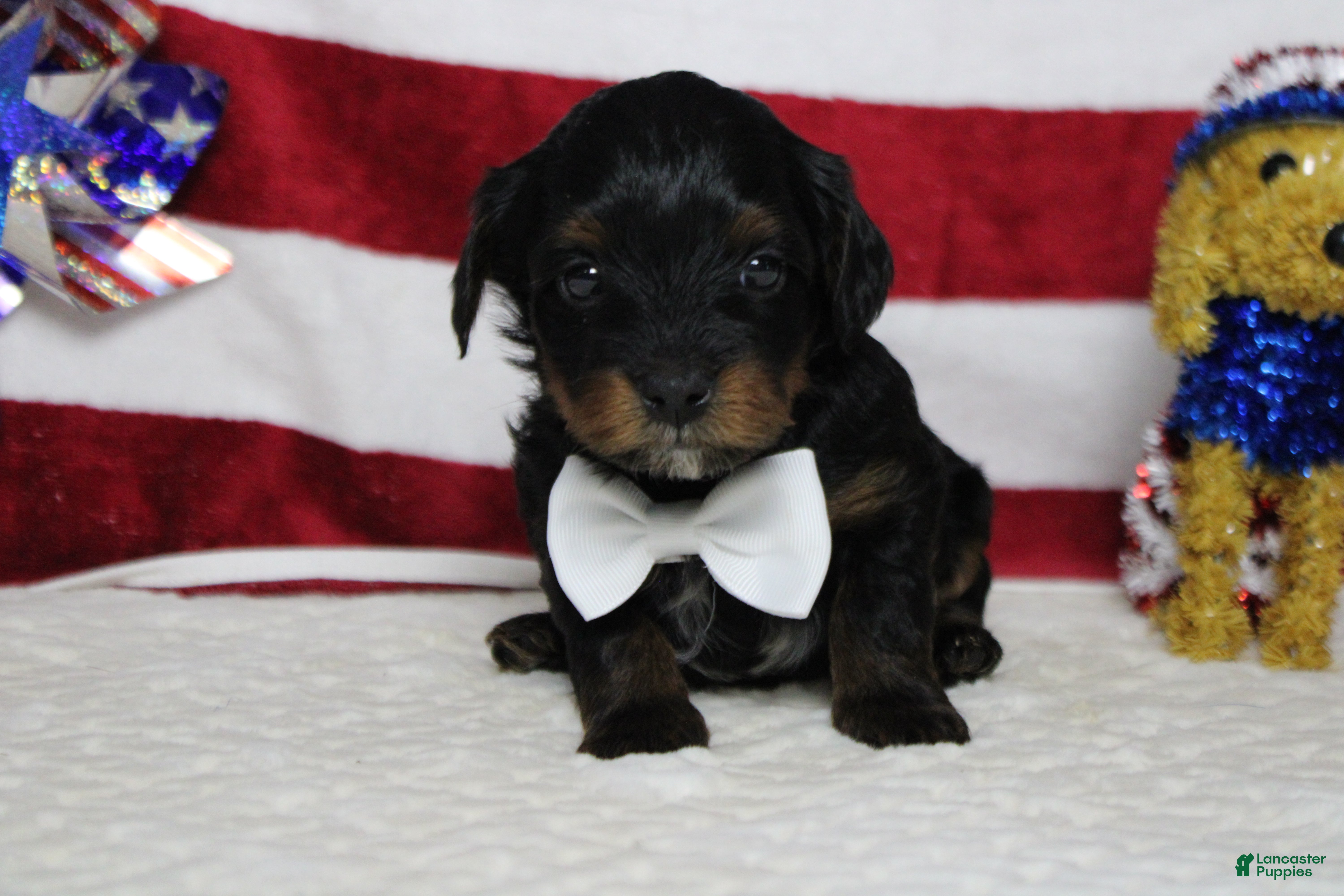 Yorkiepoo dogs Tramp  - Ad 11