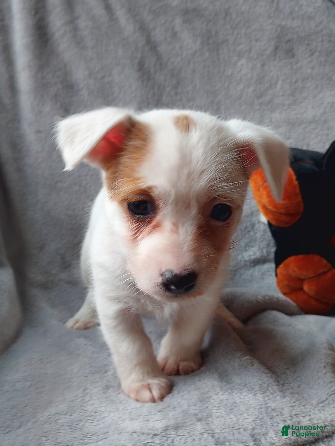 Jackapoo dogs for sale: Fiona - Ad 5