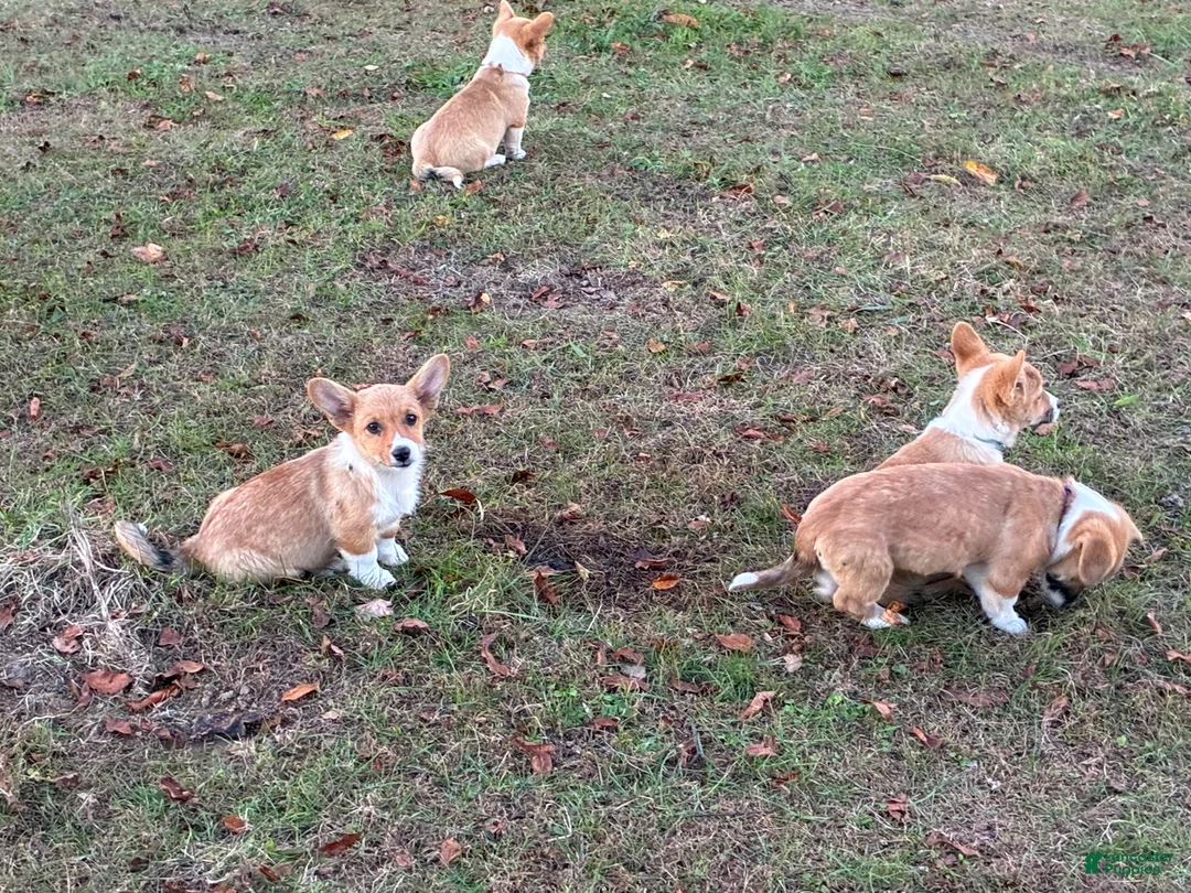 Welsh Corgi Pembroke dogs for sale: Welsh Corgi Pembroke  - Ad 3