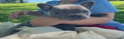 French Bulldog dogs for sale: Zazu - Ad 4