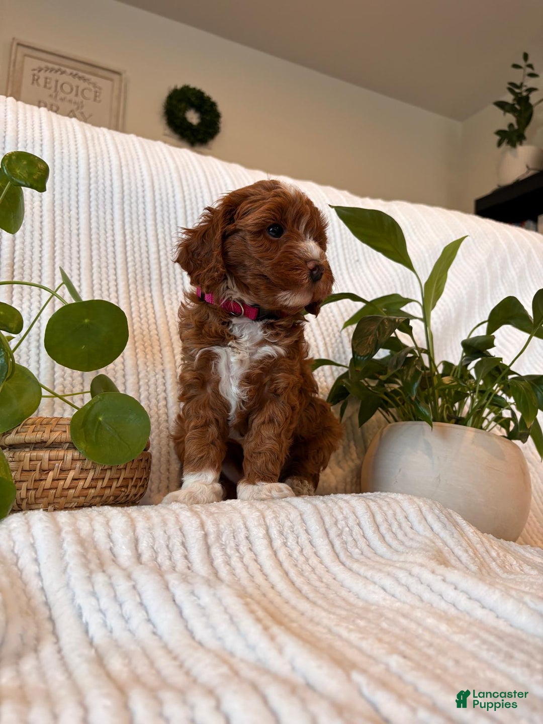 Cavapoo dogs for sale: Cavapoo Puppy 4 (Ivy) - Ad 4