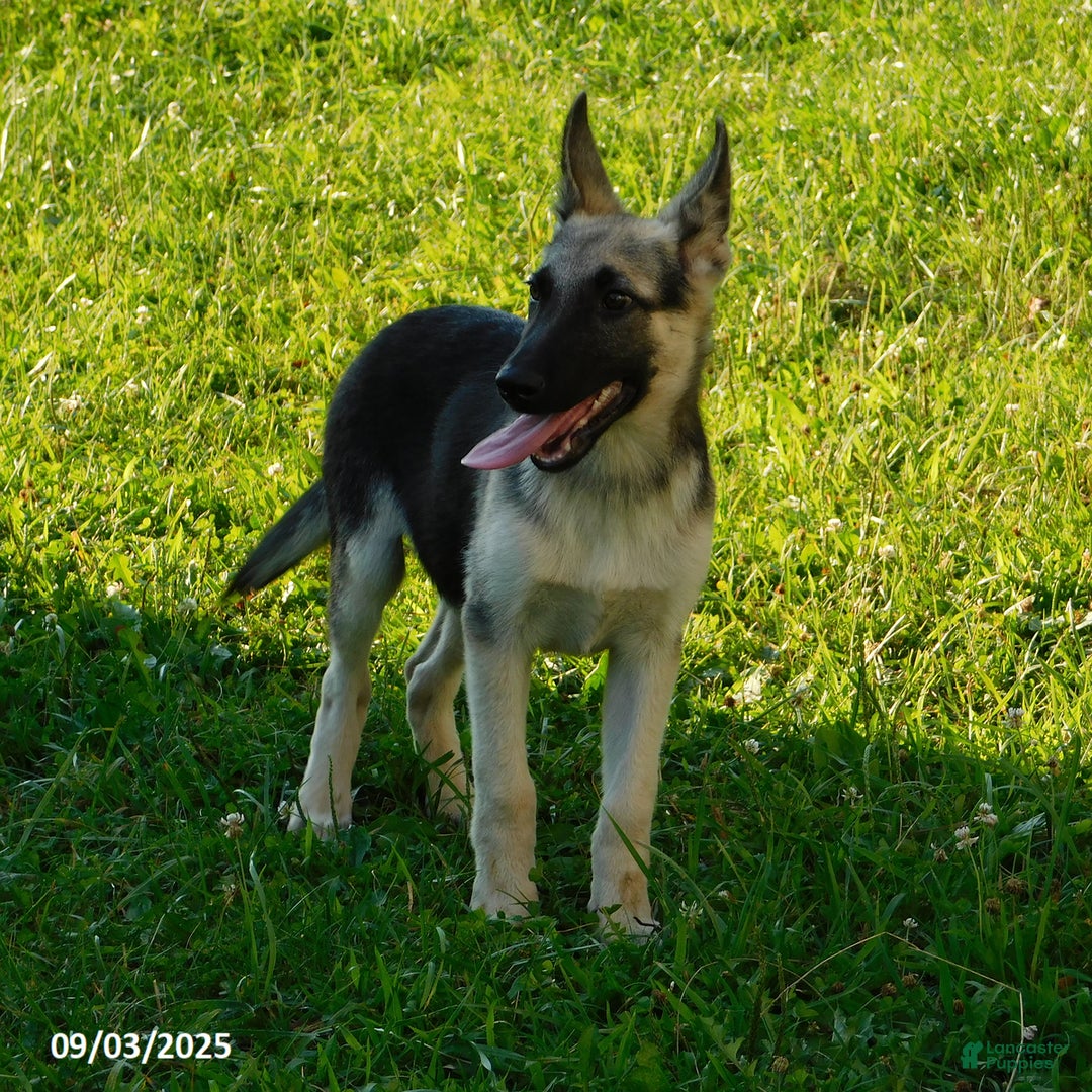 Black German Average Cost Of Purebred German Shepherd Dog Price