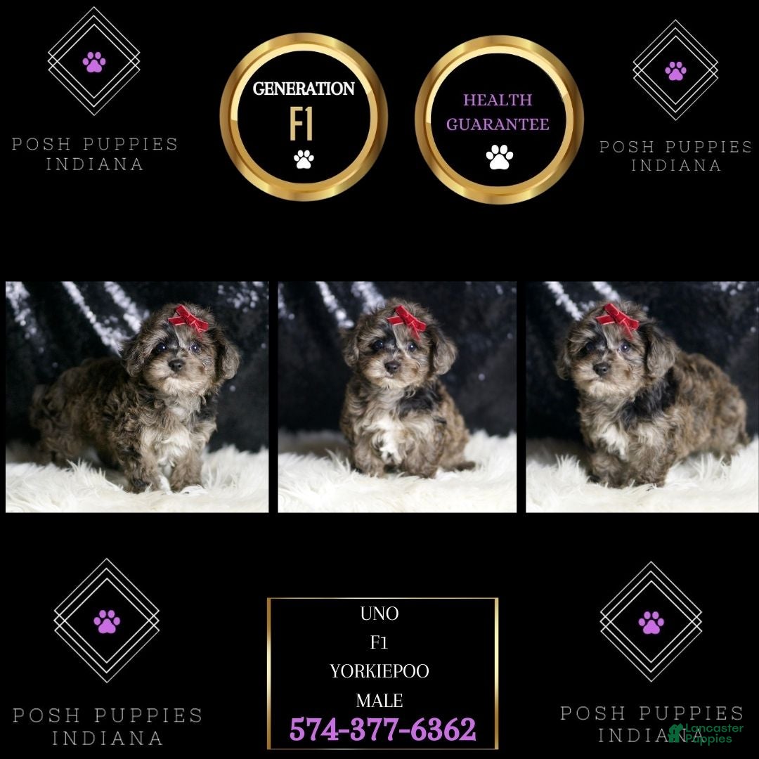 Yorkiepoo dogs for sale: Uno - Ad 6