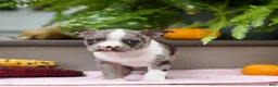 Boston Terrier dogs for sale: Rocco - Ad 3