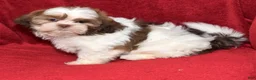 Shih Tzu dogs for sale: Sammy - Ad 8