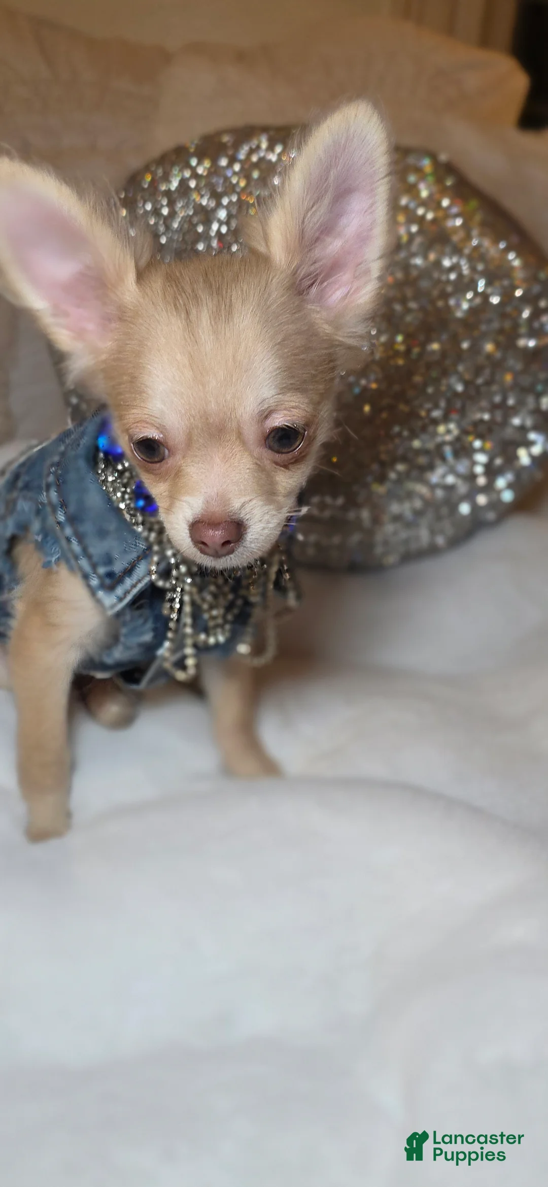 Chihuahua dogs for sale: JOSEPH - Ad 10