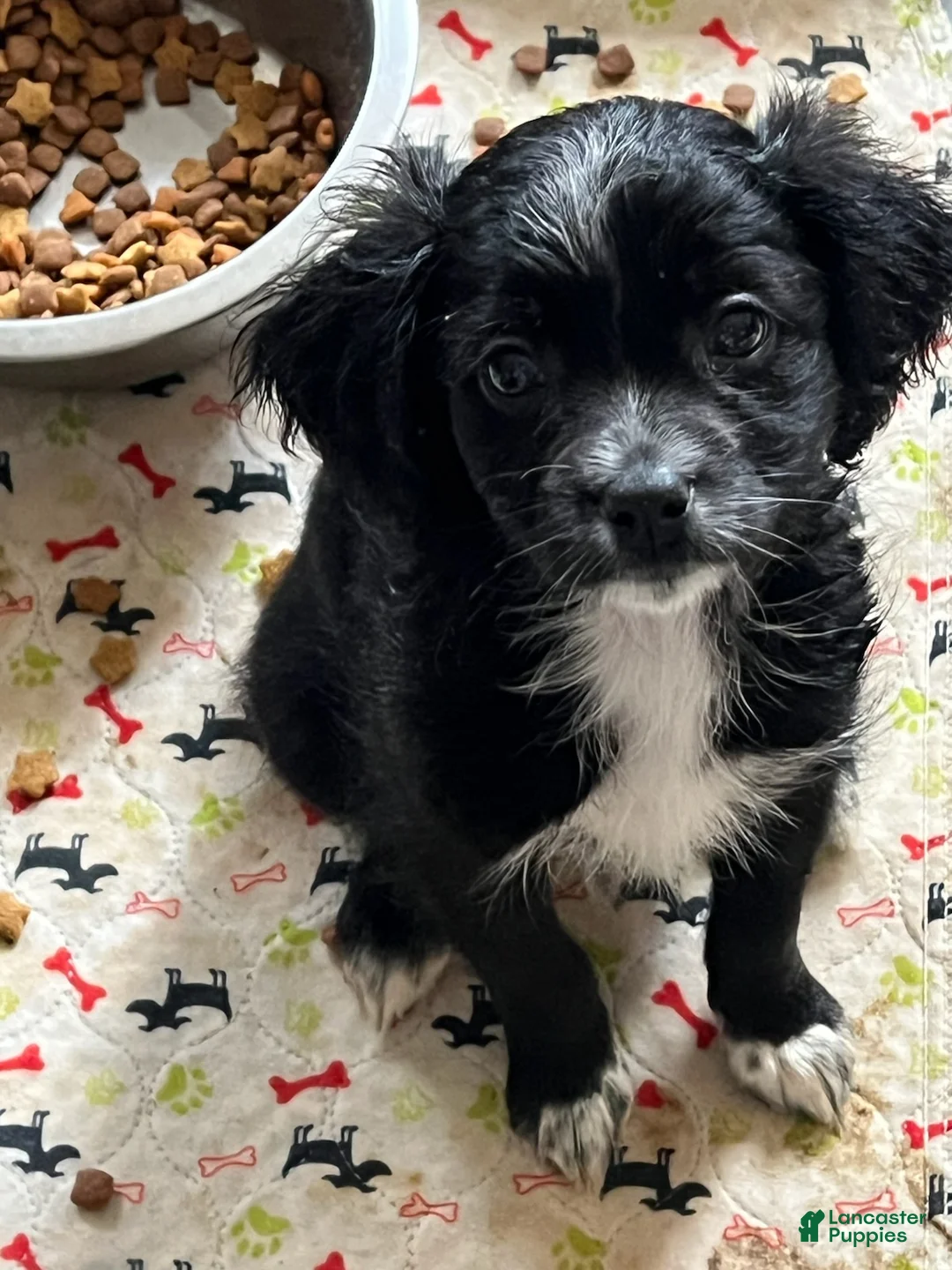 Malshi dogs for sale: Malshi Boy - Ad 1