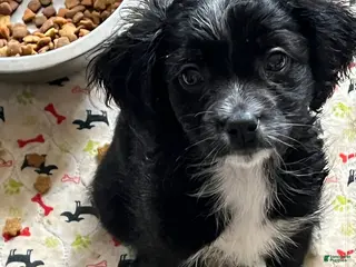 Malshi dogs for sale: Malshi Boy - Ad 4