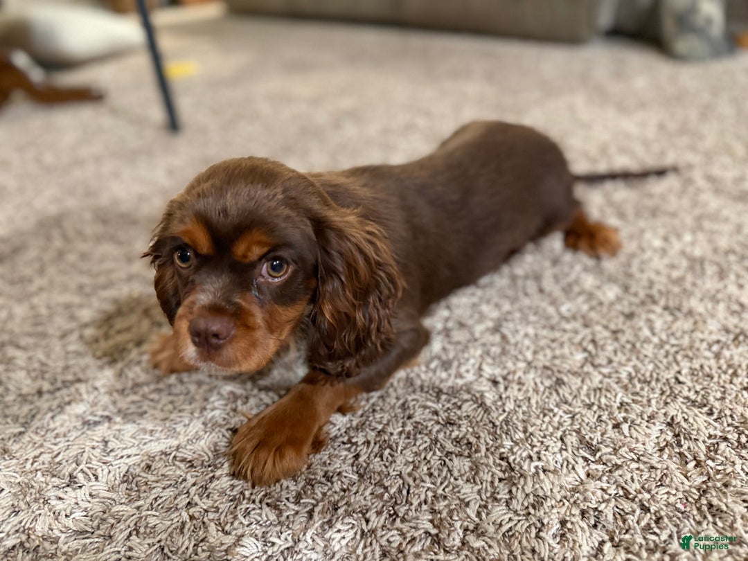 Cavalier King Charles Spaniel dogs for sale: Barron - Ad 2
