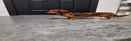 Dachshund dogs for sale: Tatum  - Ad 12
