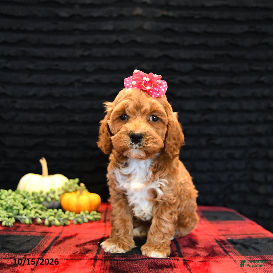 Cockapoo dogs Jasmine - Ad 2