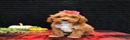 Cockapoo dogs for sale: Jasmine - Ad 2