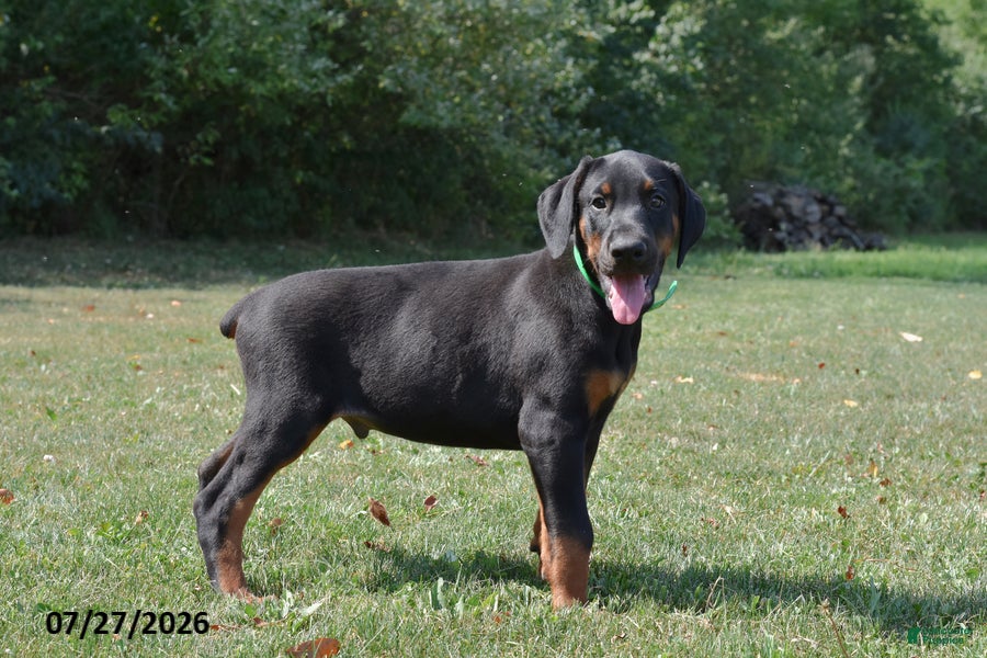 Doberman Pinscher dogs Gunner - Ad 2