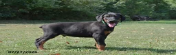 Doberman Pinscher dogs for sale: Gunner - Ad 2