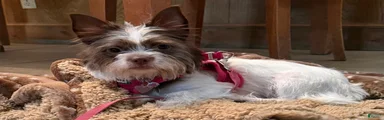 Stella