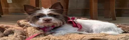 Mixed Breed dogs for sale: Stella - Ad 1