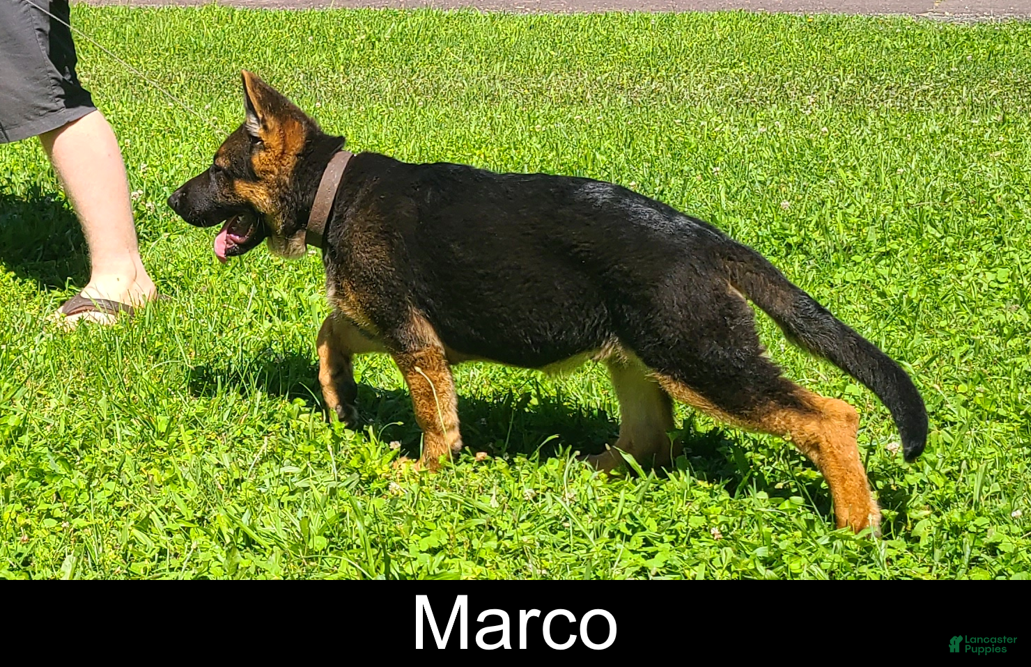 German Shepherd dogs Marco - Ad 2