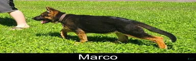 Marco